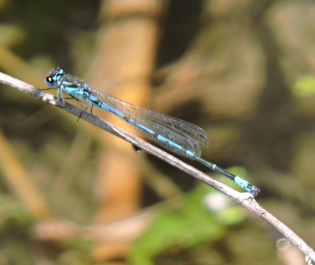 Coenagrion pulchellum di Corf